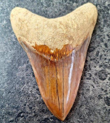 Megalodon - Fossiele tand - Otodus (Carcharocles) megalodon