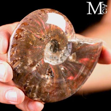 Rode opaalachtige Cleoniceras-ammoniet uit de Krijtzeeën van