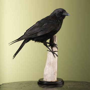Zwarte Kraai Taxidermie Opgezette Dieren By Max, Ophalen of Verzenden, Nieuw, Vogel, Opgezet dier