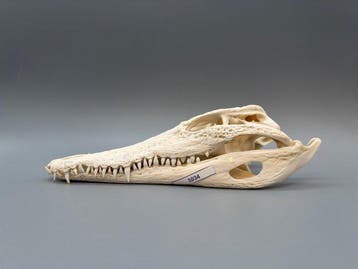 Nijlkrokodil Schedel van een reptiel - Crocodylus niloticus