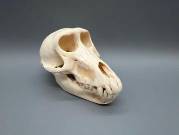 Aap Schedel van een zoogdier - Papio Ursinus - 9 cm - 9 cm -