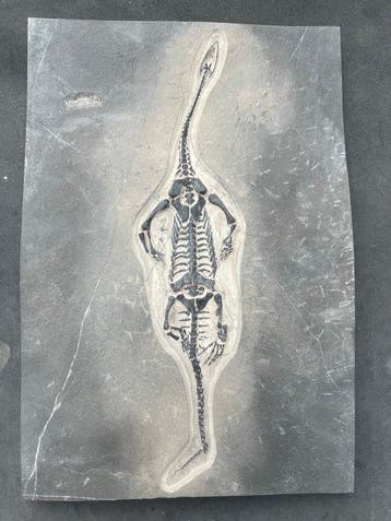 Zeereptiel - Gefossiliseerd dier - Fossile de Keichousaurus, Verzamelen