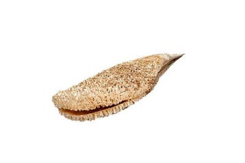 Edel-Pinna of nobele pen-schelp Skelet - Pinna nobilis - 0