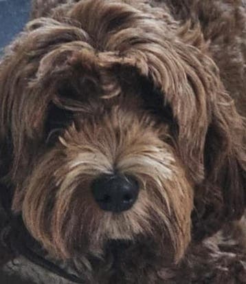 Gastgezin gezocht voor Beauty Labradoodle  Kadoe, Parvo, Nederland, Overige rassen, 1 tot 2 jaar