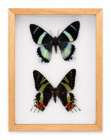 Vlinder Taxidermie wandmontage - Alcides orontes en, Nieuw
