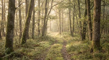 Fotobehang bospad – groen bos behang met zonlicht, Verzenden, Fotobehang