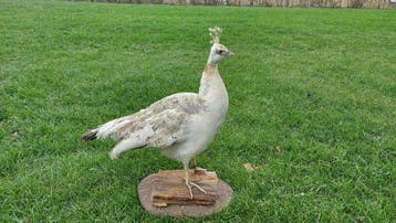 Pauw Taxidermie volledige montage - Pavo cristatus - 60 cm -, Nieuw