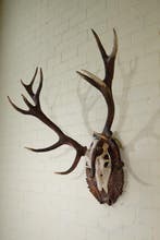 Large Red Stag Trophy Schedel - Cervus elaphus - 60 cm - 105