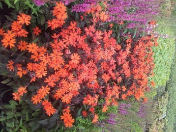 Lychnis arkwrightii Vesuvius   koekoeksbloem, Ophalen of Verzenden, Zomer, Vaste plant, Volle zon