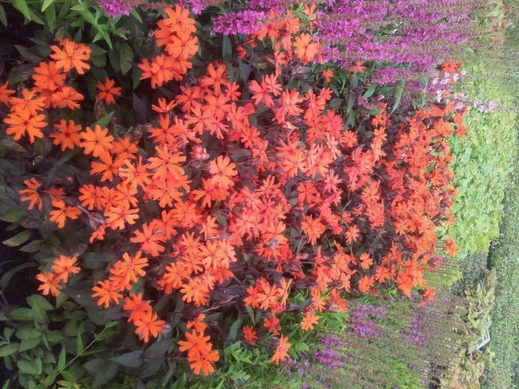 Lychnis arkwrightii Vesuvius   koekoeksbloem, Tuin en Terras, Planten | Tuinplanten, Vaste plant, Volle zon, Zomer, Ophalen of Verzenden