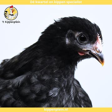Orpington Zwart - Rustig, Tam en Gezond, Dieren en Toebehoren, Pluimvee, Meerdere dieren, Kip