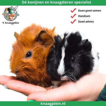 Gecastreerde cavias - Beste combinatie - Erg rustig - Tam, Dieren en Toebehoren, Mannelijk, Cavia, Tam