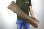 Wolharige mammoet - Fossiel dijbeen - Mammuthus primigenius