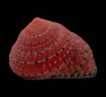 uiterst zeldzaam ! - Erdbeerschnecke  Skelet - Clanculus, Antiek en Kunst