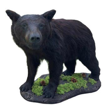 Zwarte beer Taxidermie volledige montage - Ursus americanus, Verzamelen, Nieuw