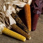 Zea pofmais baby finger mini mix decoratieve 100 zaden, Ophalen of Verzenden, Nieuw