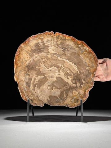 C - Prachtige grote plak versteend hout op een op maat
