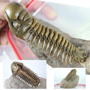Trilobiet - Fossiel rugschild - Crotalocephalus gibbus -