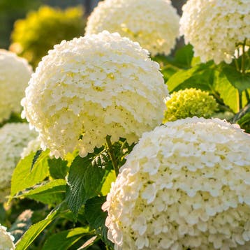 Hortensia arborescens Incrediball container (P19) Rood, Verzenden, Hortensia, Struik