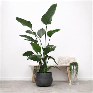 Green Bubble - Strelitzia Nicolai - 170cm - Ø24 cm, Ophalen of Verzenden