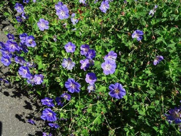 Geranium Rozanne  P9, Ophalen of Verzenden, Zomer, Vaste plant, Halfschaduw