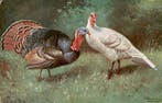 Vogel - Vogels - Vogel achtigen - Ansichtkaart (127) -, Gelopen