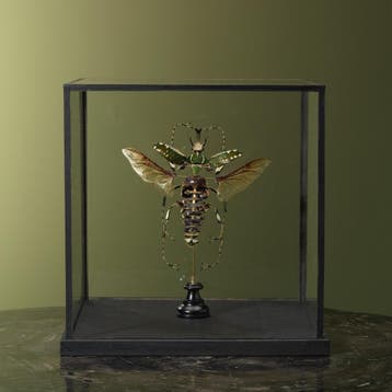 Beauchêne Kever Taxidermie Opgezette Dieren By Max, Verzamelen, Ophalen of Verzenden, Nieuw, Insect, Opgezet dier