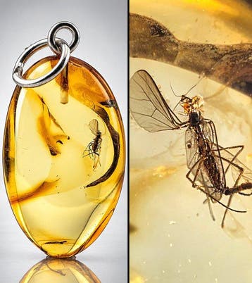 Uitzonderlijk heldere honinggouden Baltische barnsteenhanger, Antiek en Kunst
