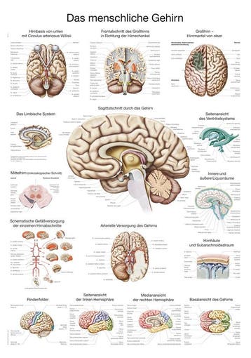 Anatomie poster hersenen (papier, 50x70 cm) + ophangsyst..., Nieuw