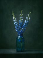 Tessa Posthuma de Boer - Monkshood #2