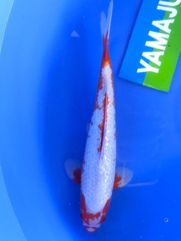 HQ Yuki Asagi van Yamaju  37cm (Japanse Koi), Dieren en Toebehoren, Vissen | Vijvervissen, Karper of Koi