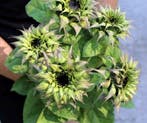 Helianthus SunFill Purple F1 Zonnebloemzaden kleinverpakking, Ophalen of Verzenden, Nieuw