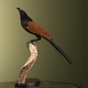 Bengaalse Spoorkoekoek Taxidermie Opgezette Dieren By Max, Ophalen of Verzenden, Nieuw, Vogel, Opgezet dier