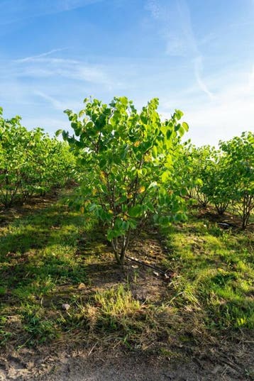 Cercis chinensis Avondale meerstammig
