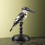 Bonte IJsvogel Taxidermie Opgezette Dieren By Max, Ophalen of Verzenden, Nieuw, Vogel, Opgezet dier