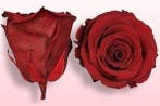 Geconserveerde rozen Geprepareerd Donkerrood L doos 4 stuks, Ophalen of Verzenden, Nieuw