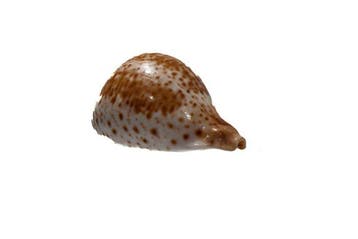 Umbilia hesitata beddomei (Dwerg-Wonderkauri) –, Nieuw