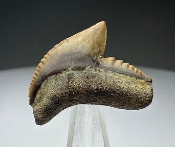 Galeocerdo cuvier - Fossiele tand - 2 cm - 2.5 cm (Zonder