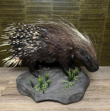 Stekelvarken Taxidermie Opgezette Dieren By Max, Ophalen of Verzenden, Nieuw, Wild dier, Opgezet dier