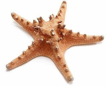 Zeester Philippine Bintang Laut Naturel 17-20 cm Per stuk, Ophalen of Verzenden, Nieuw