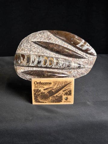 Orthoceras - Gefossiliseerd dier (Zonder minimumprijs)