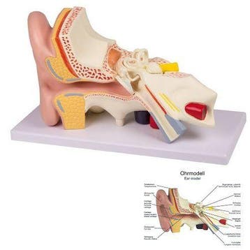 Anatomie model oor, 4-delig, 32x19x13 cm, Nieuw