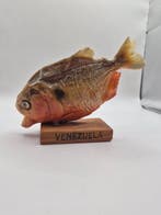 Piranha Taxidermie volledige montage - Pygocentrus nattereri, Antiek en Kunst, Curiosa en Brocante
