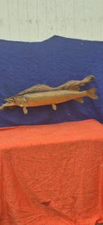 snoek Taxidermie wandmontage - Esox lucius - très grand, Nieuw