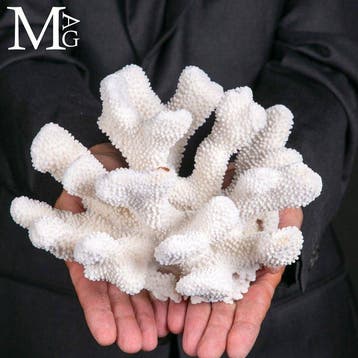 Koraalvertakking - Wit koraal - Acropora florida -