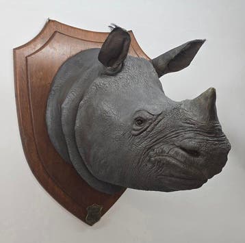 One of a kind - Indian Rhinoceros - Rowland Ward, 1901, Nieuw