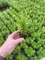 Rotala Bossii (Aquariumplanten, Aquarium producten), Dieren en Toebehoren, Vissen | Aquaria en Toebehoren, Verzenden, Nieuw, Verlichting of Verwarming