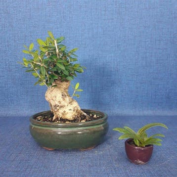 Olijf bonsai (Olea europaea) - Hoogte (boom): 14 cm - Diepte
