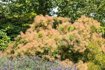 Cotinus coggygria meerstammig 200-250