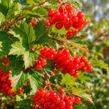 Viburnum ‘Compactum’ (Gelderse roos) Sierplanten, Wit, Verzenden, Overige soorten, Haag